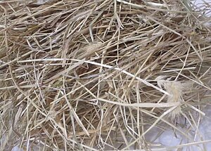 What do rabbits eat? They eat good quality hay - meadow hay