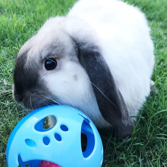 Rabbit toys and their benefits