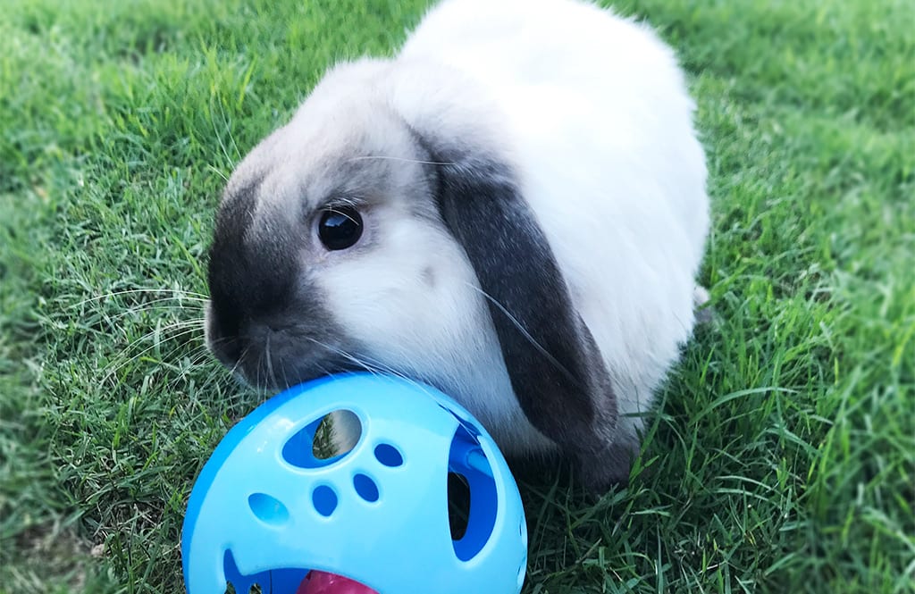 Rabbit toys and their benefits
