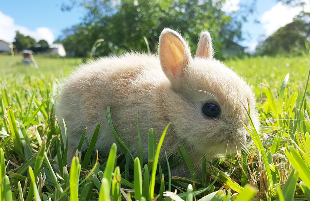 What do rabbits eat A Bunnies Diet