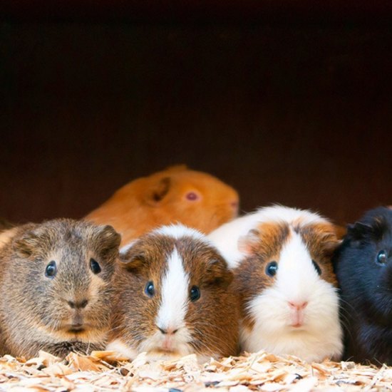 What do guinea pigs eat?