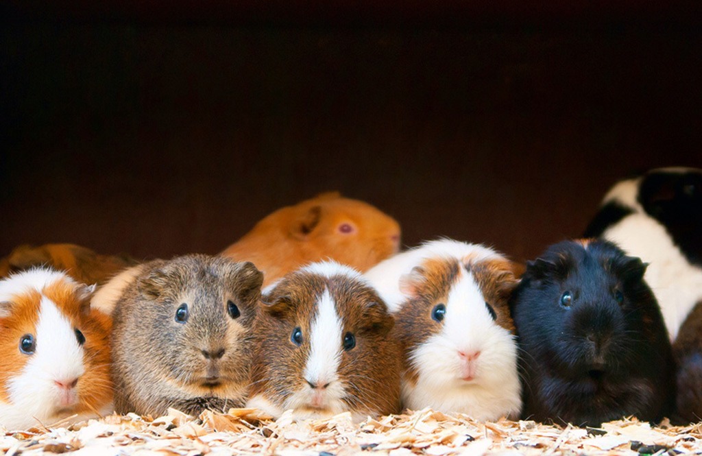 What do guinea pigs eat?