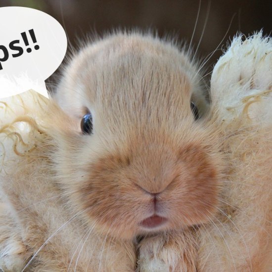 Litter training your rabbit Is it possible 1