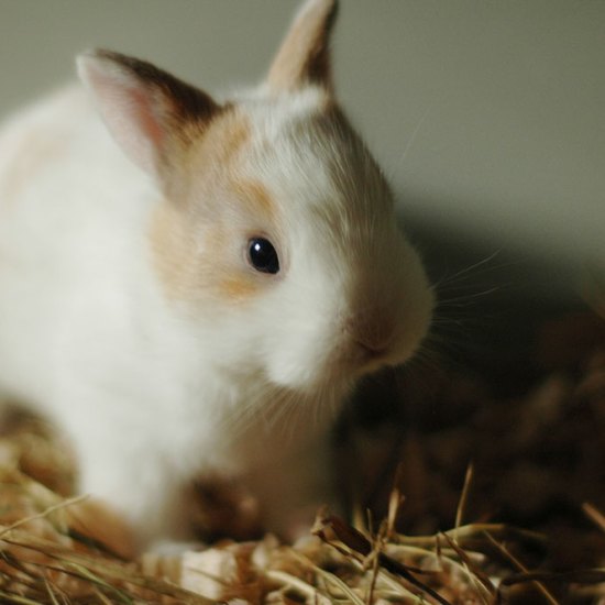 Litter training your rabbit Is it possible