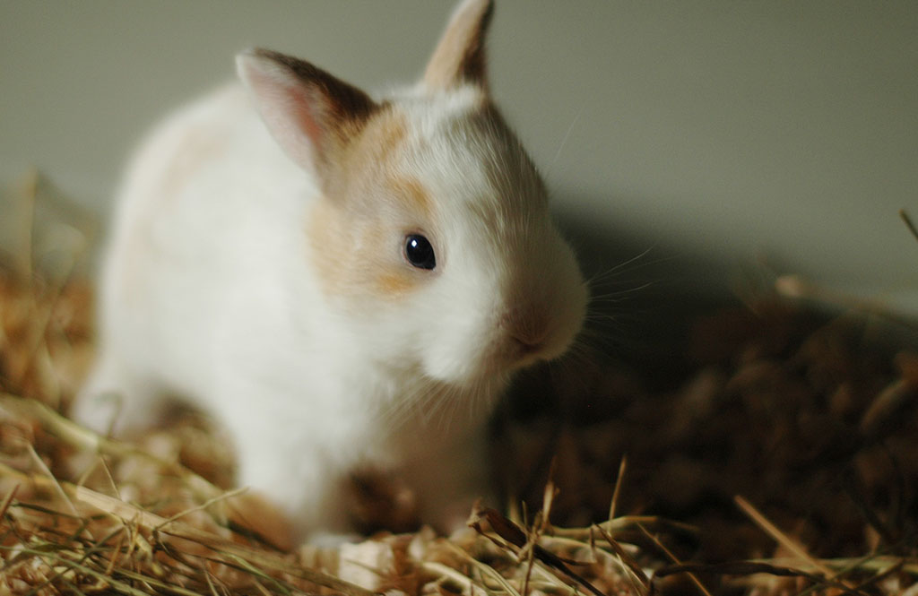 Litter training your rabbit Is it possible