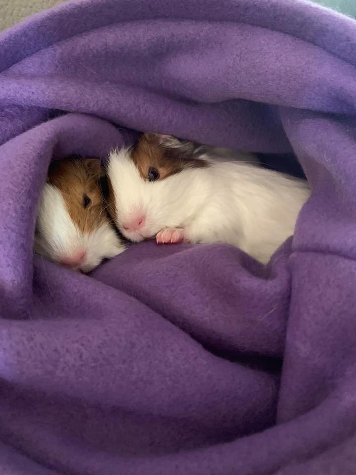 Rabbit & Guinea Pig Fleece Cage Liners | Teacup Nethies - Custom Fleece Liners Guinea Pigs