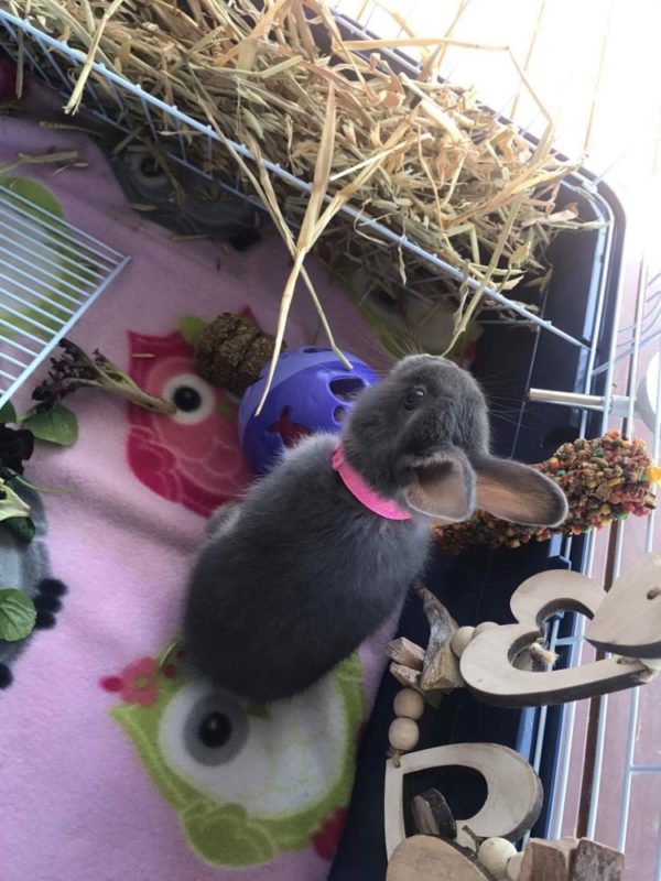 Handmade Rabbit & Guinea Pig Fleece Cage Liners - Teacup Nethies