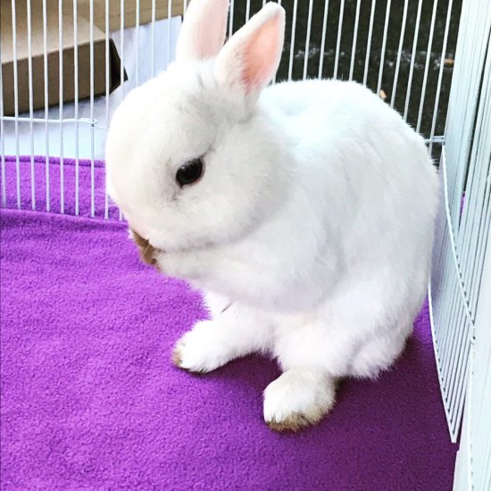 Our Handmade Rabbit Guinea Pig Fleece Cage Liners