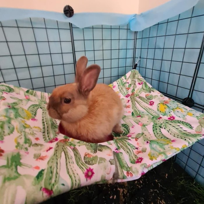 Peekaboo Hammock 1