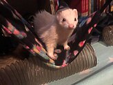 ferret having fun hammock