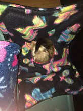 ferret having fun hammock again