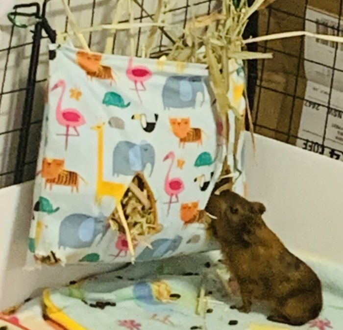 Handmade Hay Bags Rabbits & Guinea Pigs Teacup Nethies