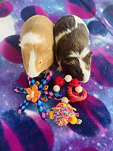 guinea pig toys