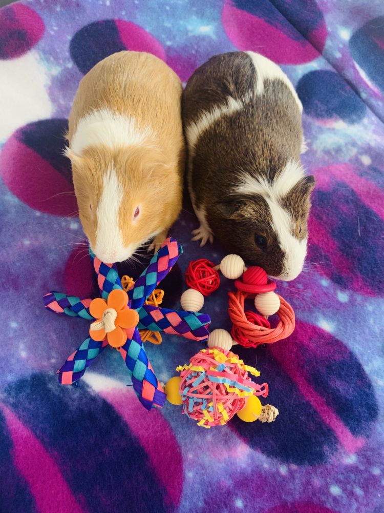 Guinea pig toys