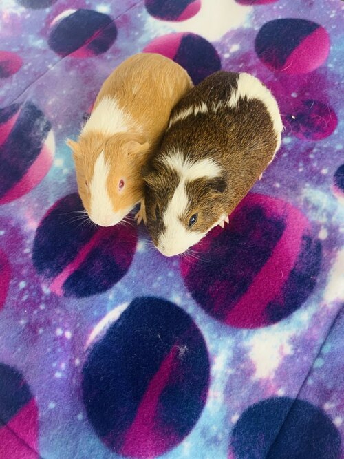 guinea pigs with toys