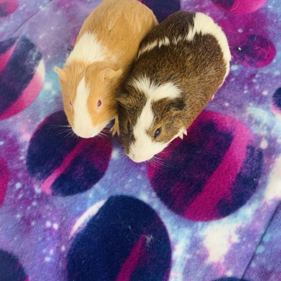 guinea pigs with toys