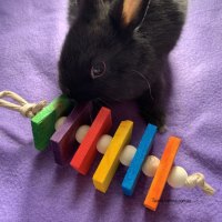 rainbow wood chew