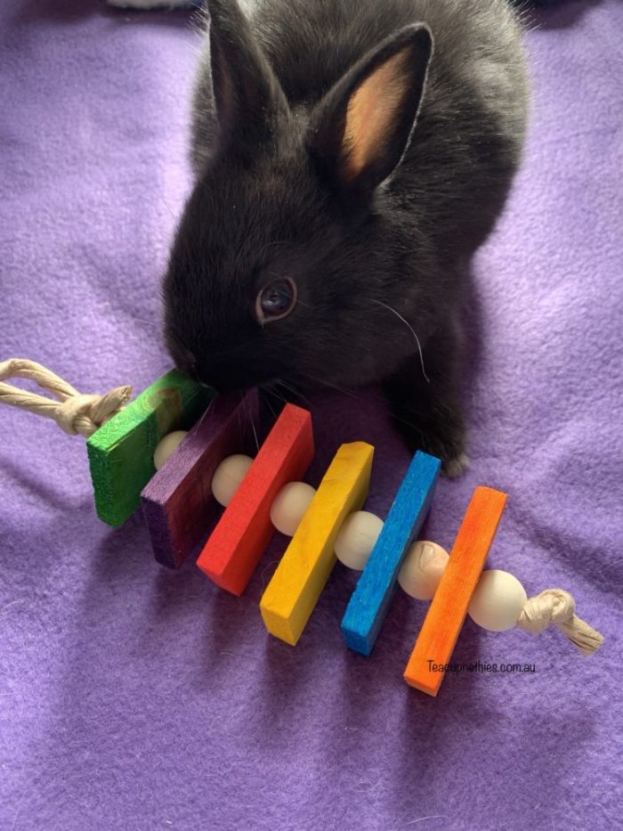 rainbow wood chew