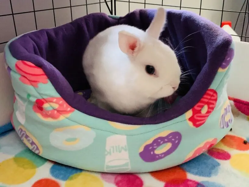 Our handmade rabbit & guinea pig fleece cage liners 2 Corner snuggle bed 2