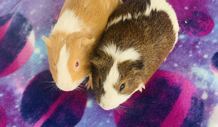 Guinea pigs on a cage liner