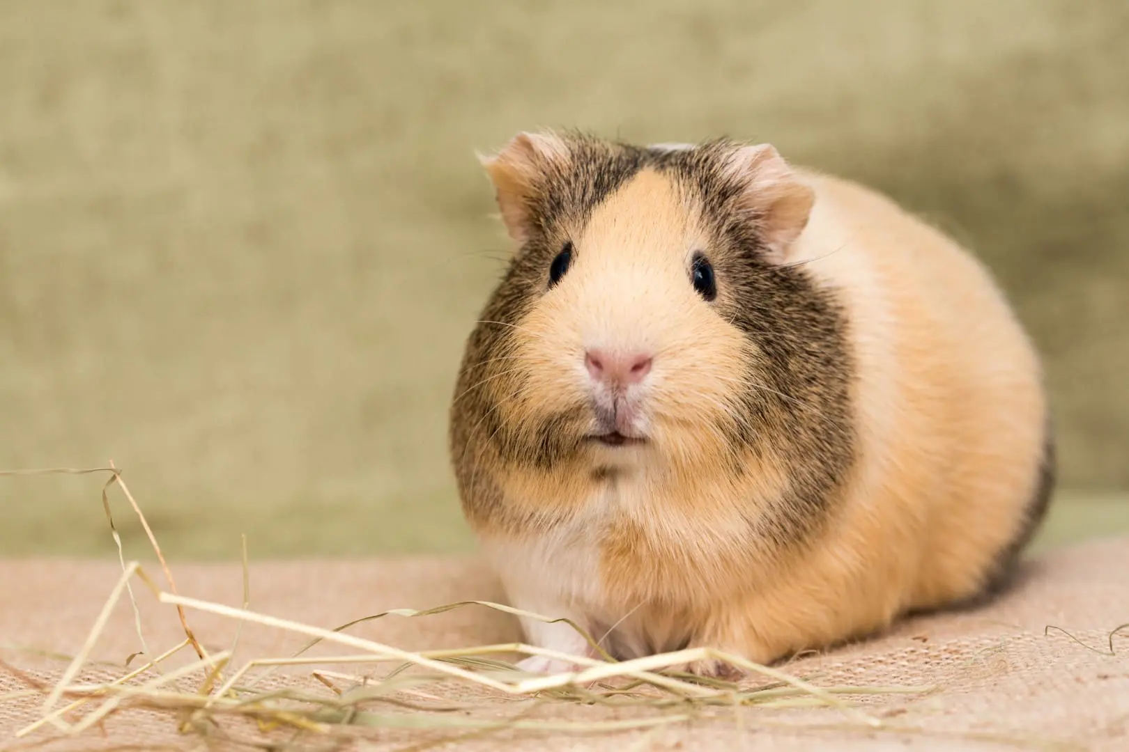 How to clean a guinea pigs cage main image
