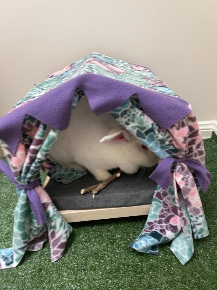 Rabbit Bed & Bedding | Award Winning 2022 | Teacup Nethies