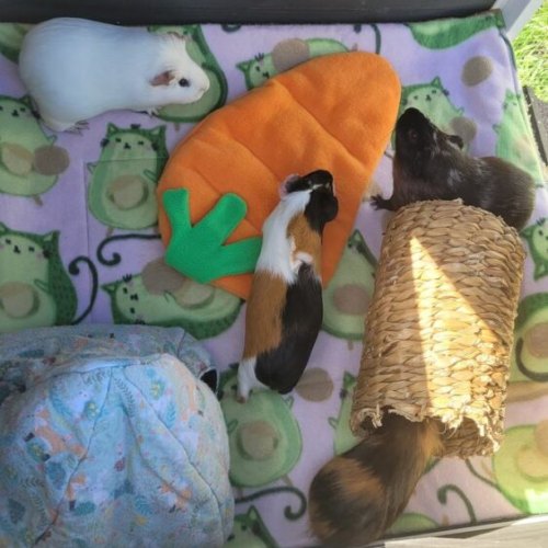 Photo inspiration: Gallery Detail: Handmade Guinea Pig Toys Safe Fun