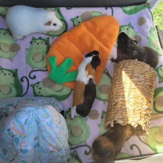 Handmade Fleece Tunnels For Guinea Pigs Teacup Nethies