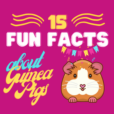 15 fun facts about guinea pigs