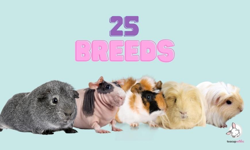 Up to 25 breeds of guinea pigs