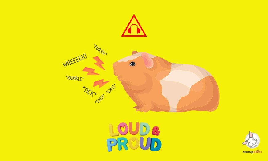 Guinea pigs are very loud