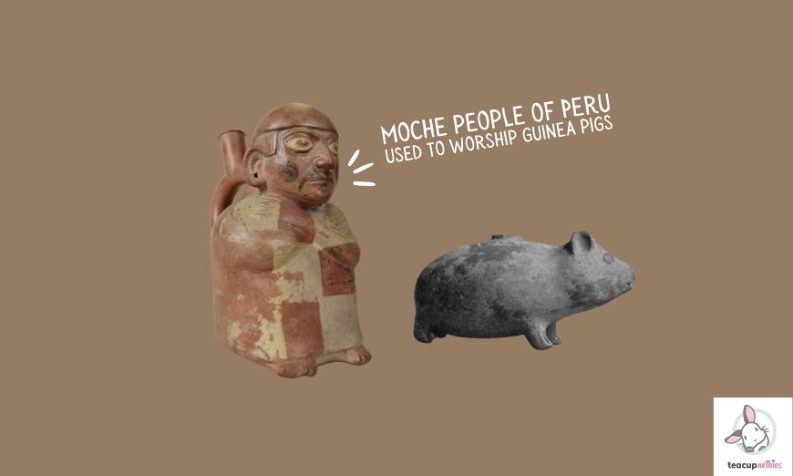 He moche people of peru used to worship guinea pigs 