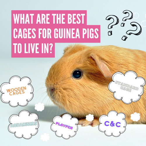 What kind of cages are best for guinea pigs to live in?