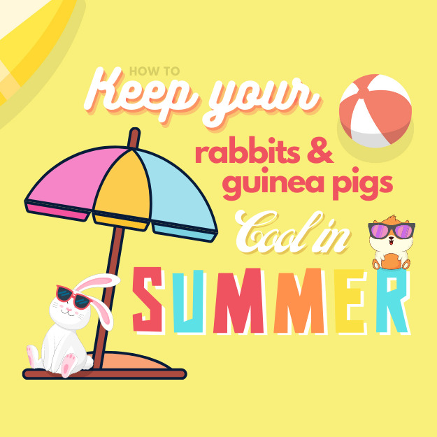 How to keep your guinea pigs and rabbits cool in summer banner