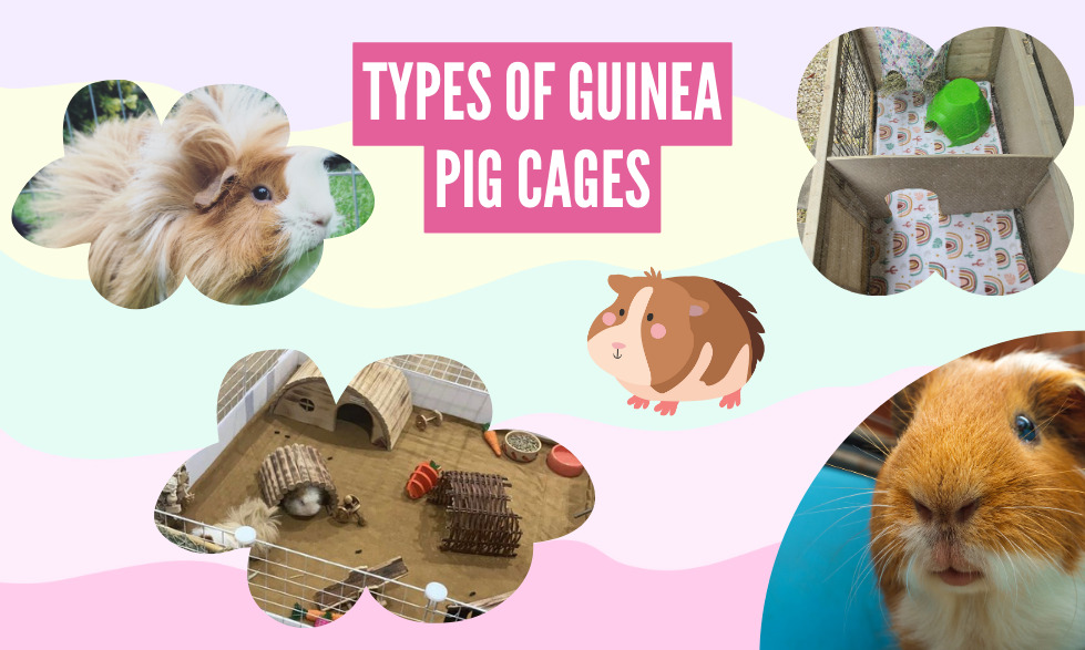 Types of guinea pig cages