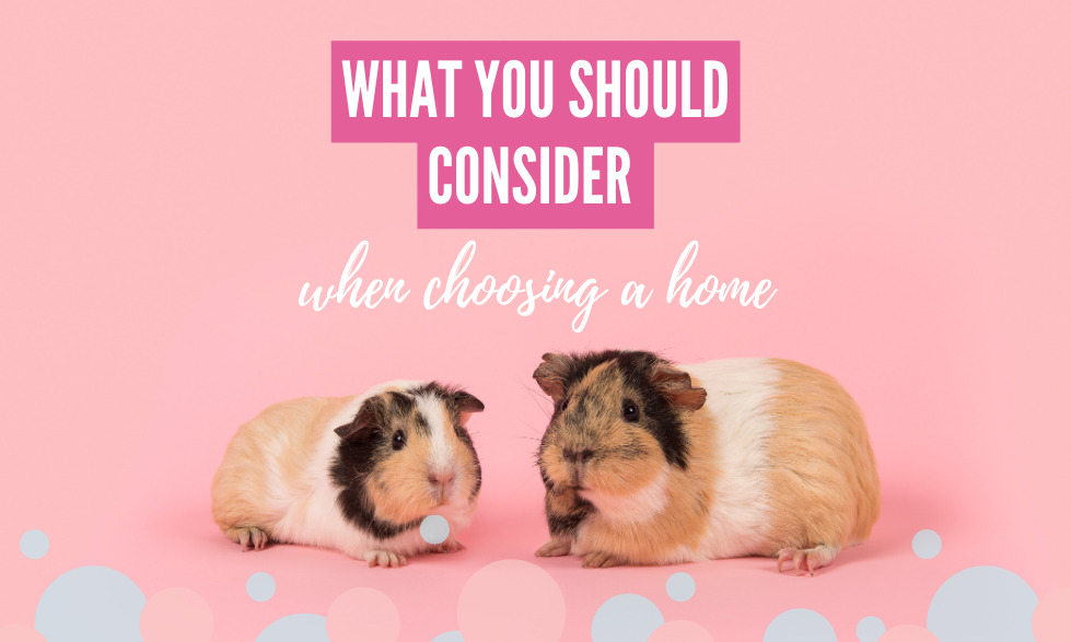 What you should consider when choosing the perfect guinea pig cage.