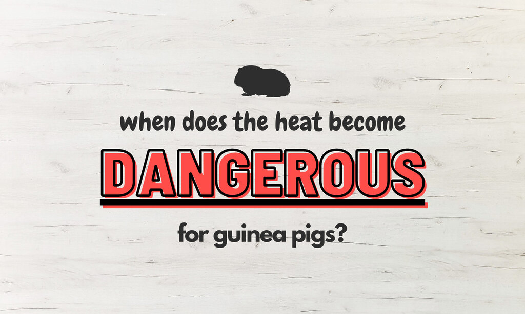 When does the heat become dangerous for guinea pigs?