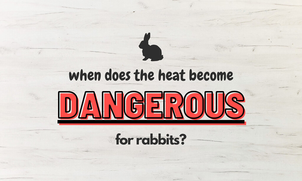 When does the heat become dangerous for rabbits?