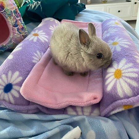 Rabbit in pillow bed