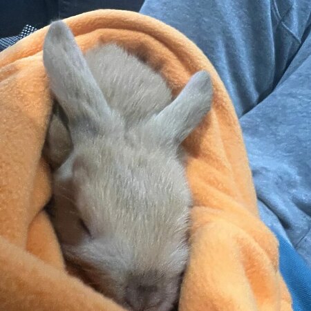 Rabbit in cuddle sack