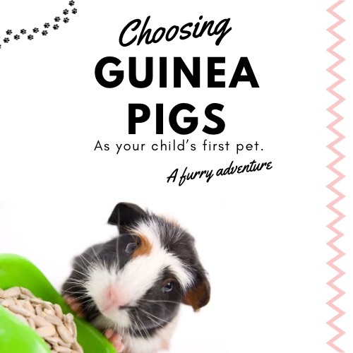 Choosing Guinea Pigs For your child's first pet