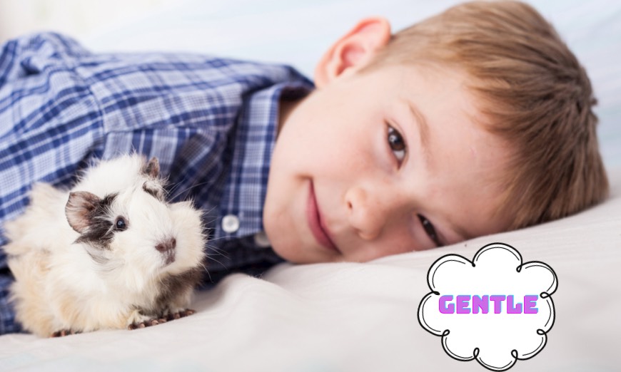 Guinea pigs are gentle