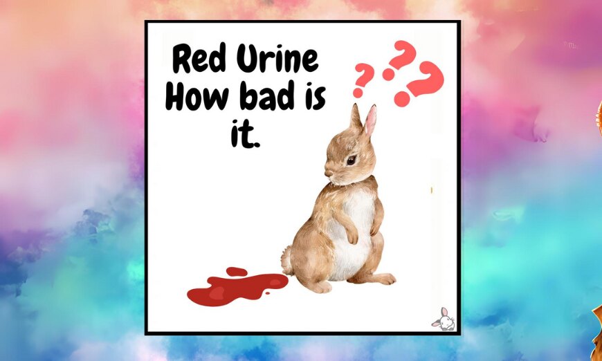 Rabbit pee: the colourful key to your bunny's health