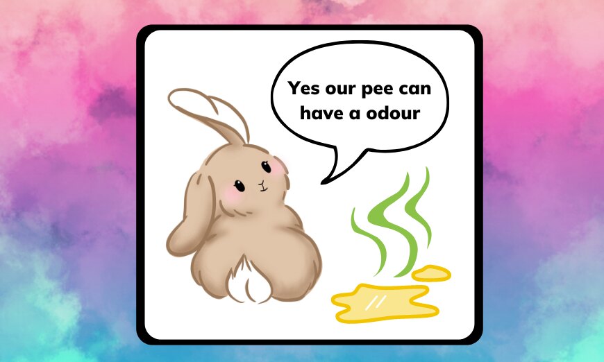 Rabbit pee: the colourful key to your bunny's health