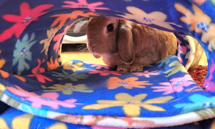 Why the type of fleece matters in pet bedding