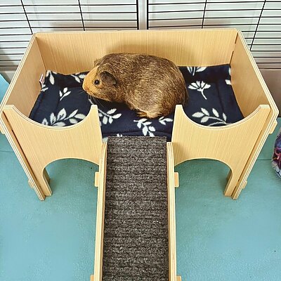 Potty Pads